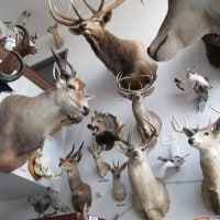 alaska_13_-_penny5384