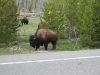 buffalo