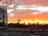 OC Bird in the Arizona Sunset